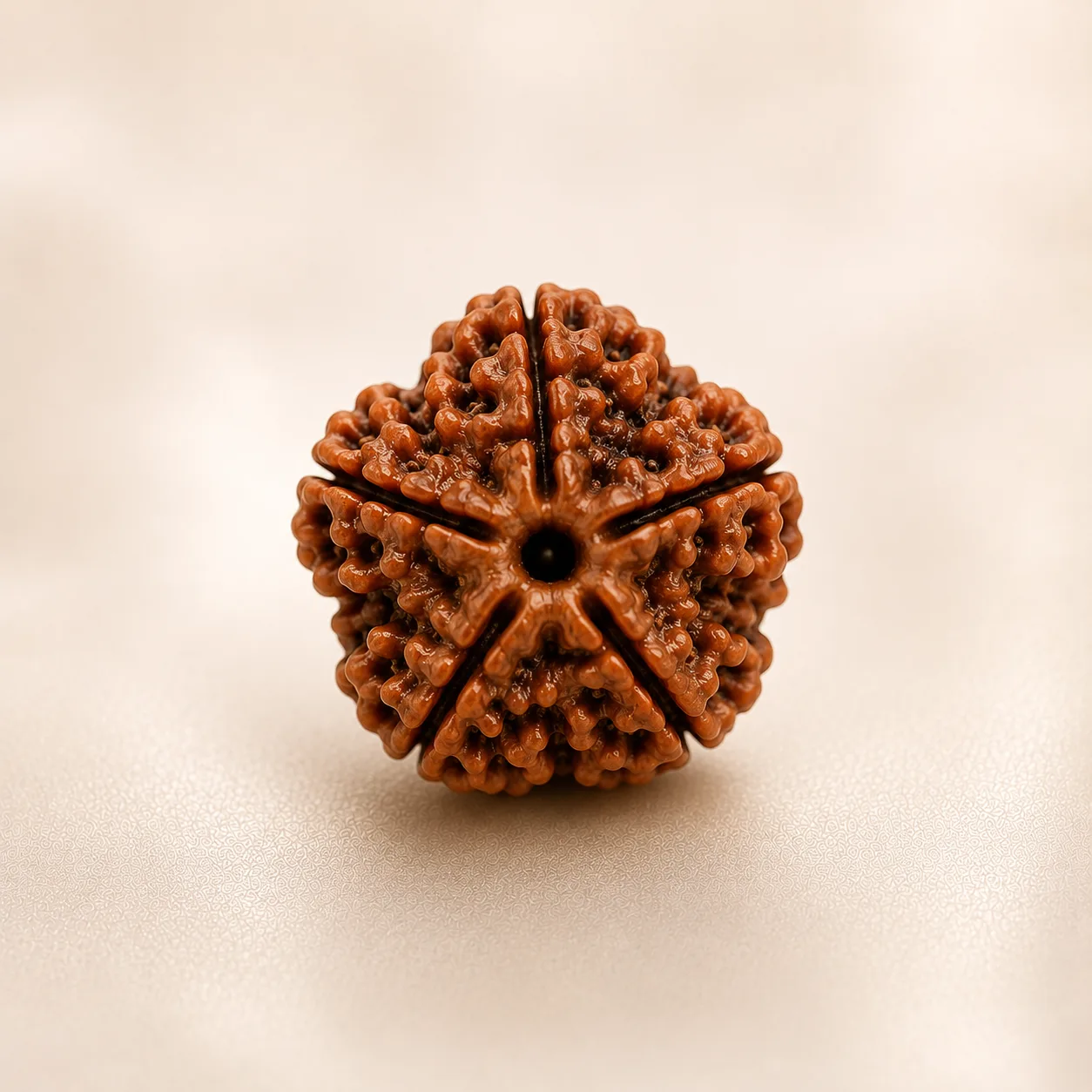 Rudraksha